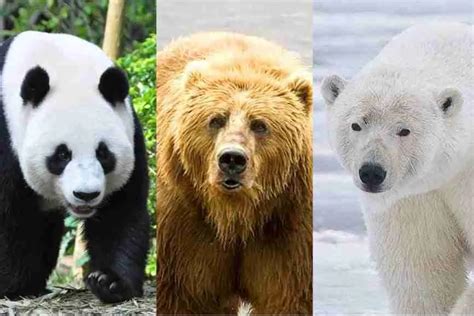 What Is The Size Of A Giant Panda Explained
