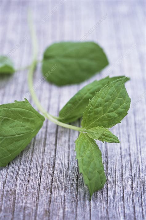 Sprig Of Mint Stock Image H1103749 Science Photo Library