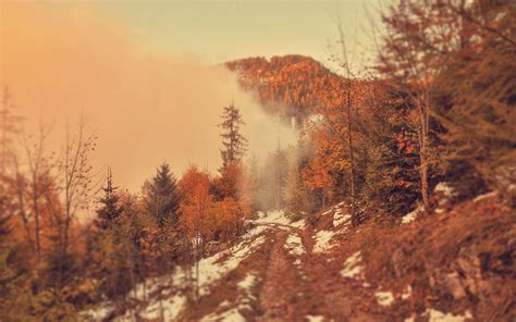 Wallpaper Landscape Forest Nature Morning Wildfire Tree Autumn