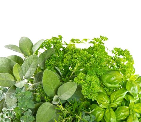Variety Fresh Herbs Over White Background Stock Photo Colourbox