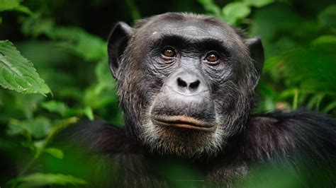 Chimpanzees Intelligent Social And Violent Live Science