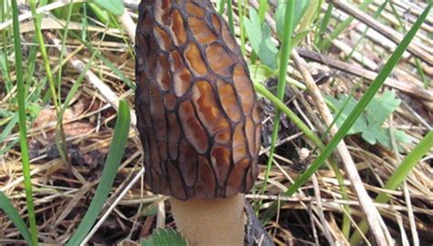 How To Identify Ohio Wild Mushrooms Sciencing