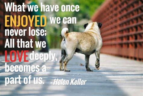 13 Dog Loss Quotes Comforting Words When Losing A Friend