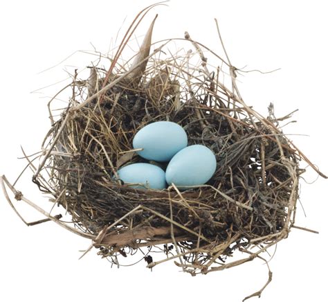 Bird Nest Png Download Free Png Images