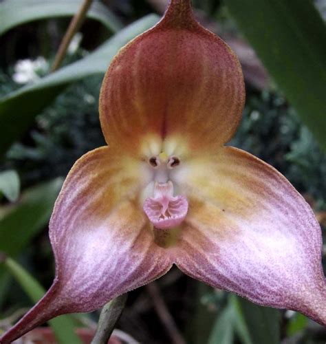 10 Unusual Orchids That Look Like Monkeys And Other Animals Dengarden