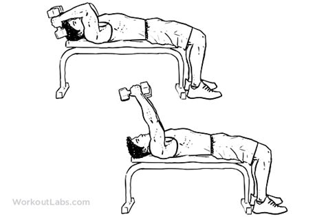 Lying Dumbbell Tricep Extension Illustrated Exercise Guide Workoutlabs