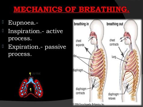Mechanics Of Breathing