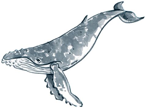 Drawings Of Humpback Whales Warehouse Of Ideas