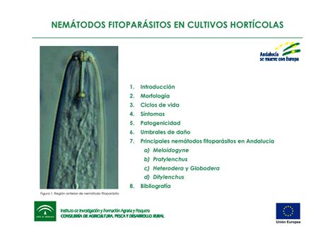Nemátodos Fitoparásitos En Cultivos Hortícolas Servifapa Plataforma