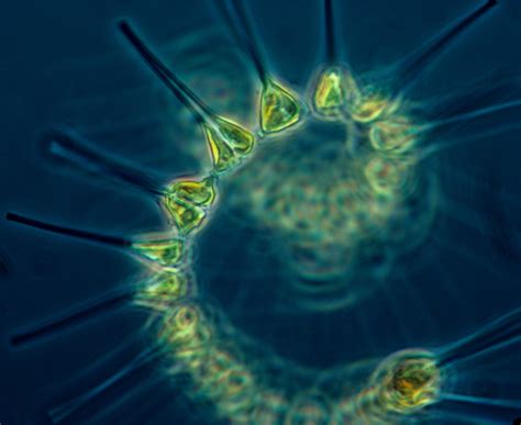 Filephytoplankton The Foundation Of The Oceanic Food Chain