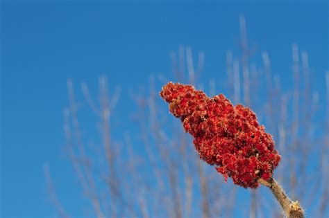 Free Images Nature Branch Plant Sky Leaf Flower Frost Red