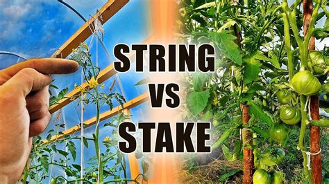 I'll share my tomato trellis system, as well as several other tomato trellis ideas from my homesteading friends. Which Trellis For Tomato Plants IS BEST For You? - STAKING ...