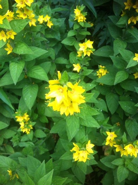 Tall Perennial Yellow Flowers Identification