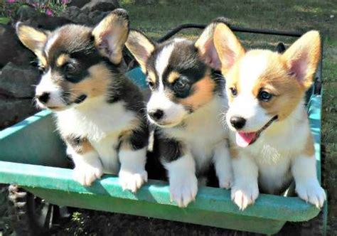 All of our corgi pups constant contact with people and other dogs throughout their lives: Pembroke Welsh Corgi Puppies For Sale | Louisville, KY #257793