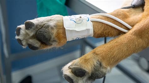 ¿cómo Tratar La Hernia Umbilical En Perros