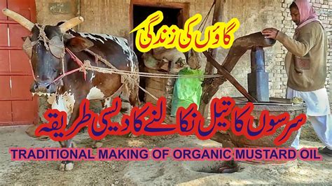 How Mustard Oil Make Organic Oil Making Village Life سرسوں کا تیل کیسے بنتا ہے Youtube