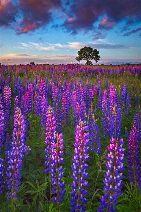 The Purple Field Amazing Nature Photography Beautiful Landscapes