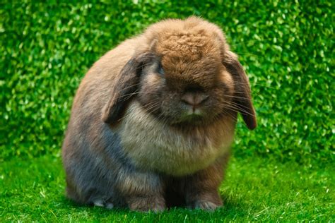 Ultimate Guide To Mini Lop Rabbits Home And Roost