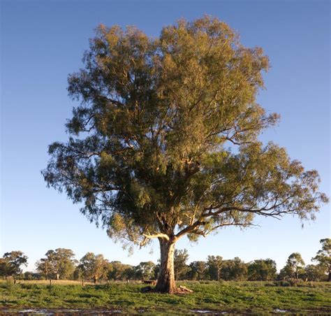 How Much Do You Know About The Eucalyptus Tree Check These Facts