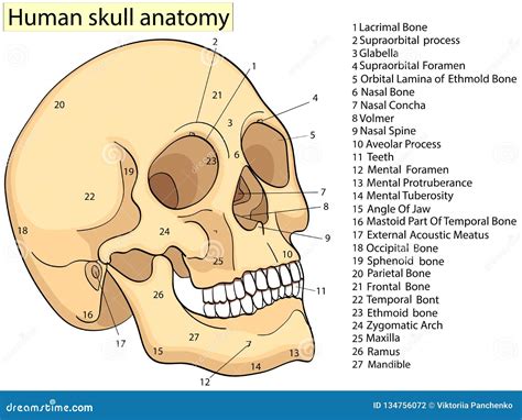 Medical Education Chart Of Biology Human Skull Diagram Raster Front