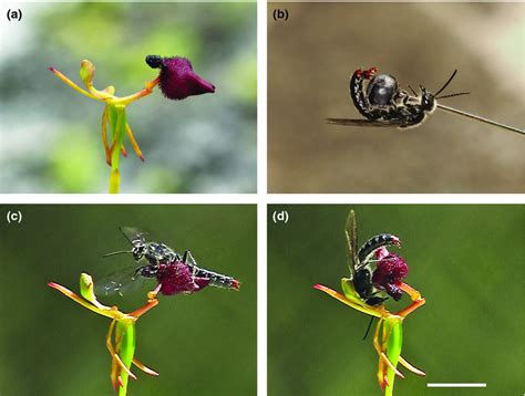 Discovery Of Pyrazines As Pollinator Sex Pheromones And Orchid Semiochemicals Implications For