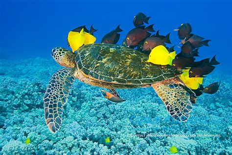 Green Sea Turtle Being Cleaned By Various Reef Fish Masa Ushioda