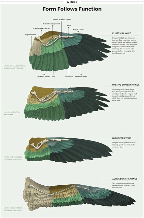 Wing Anatomy Anatomy Drawing Hawk Wings Bird Wings Wings Drawing