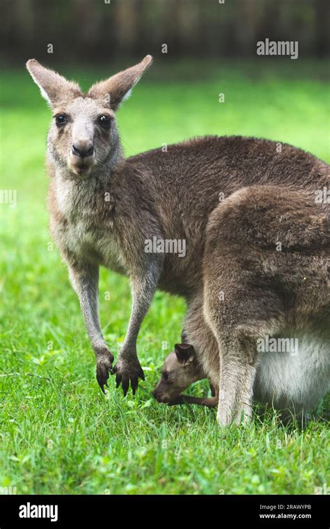 A Heartwarming Sight Of A Kangaroo Mother With Her Adorable Joey