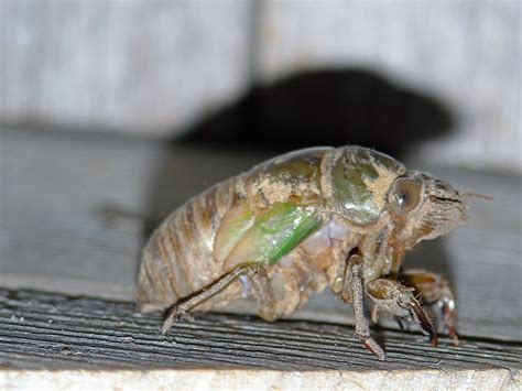 Walkers annul cicada nymph | Cigarras, Control de plagas 