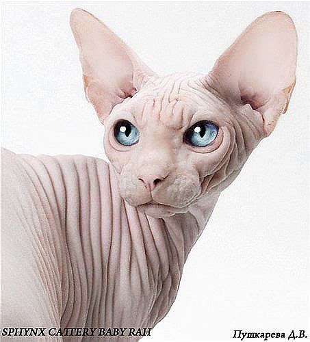 Blue Eyes Sphynx Cat