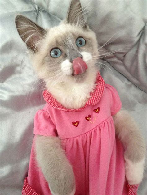 16 Cats That Will Hate You For Dressing Them Up