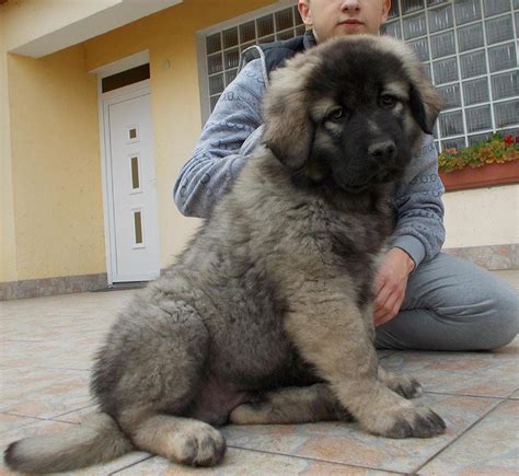 Because of its size, loyalty, and intelligence, it is often the breed of choice for police, military, and security units. Pedigree caucasian ovcharka puppy | Nottingham ...