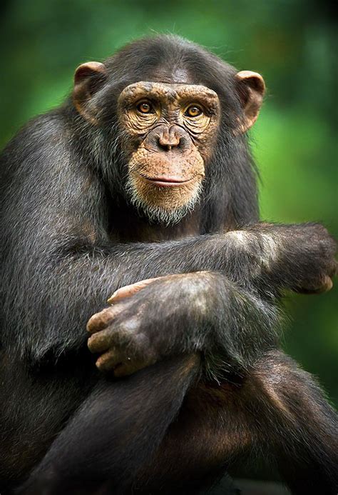 Smile At Me By Leonardi Ranggana 500px Monkey Pictures Animals