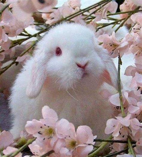 Pin By Southern Sassy~ness On Easter And Spring Cute Animals Cute