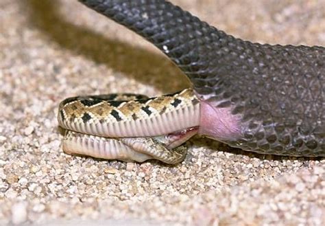 Snake Life Cycle Serpente