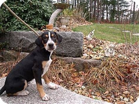 Bernese Mountain Dog/Labrador Retriever Mix Puppy for ...