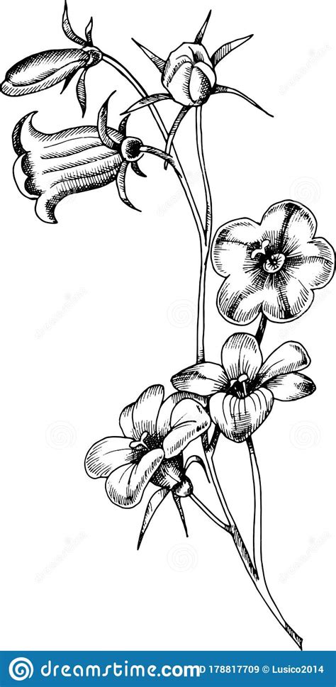 Hand Drawing Monochrome Flowers Illustration Stock Illustration