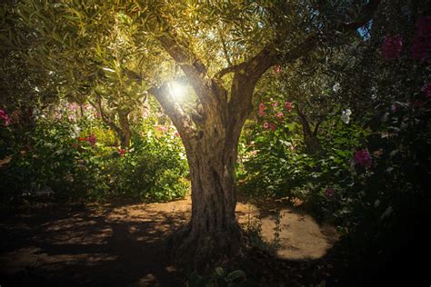 Italian restaurant in torrance, california. Olive Trees In Gethsemane Garden Jerusalem Stock Photo ...