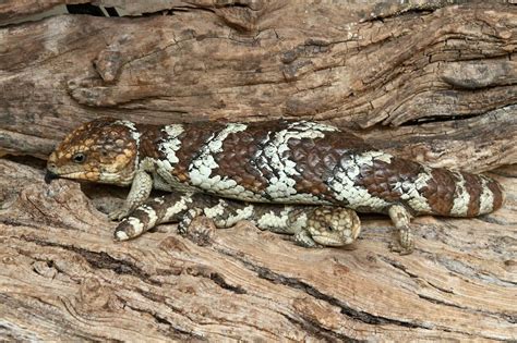 Shingleback Skink— Australias Symbol In The Wild And In Captivity News