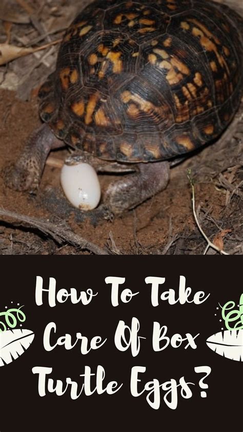 How To Take Care Of Box Turtle Eggs Up To Hatchlings Box Turtle