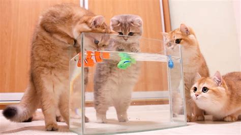 Kittens And Cats Learn Сatches Fish 🐟🐠 Too Funny Too Cute Youtube
