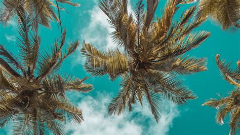 Download Wallpaper 2560x1440 Palm Trees Bottom View Clouds Sky