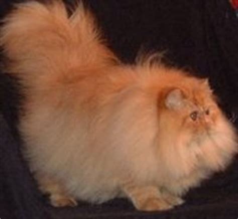 Bathe persian cat once a month Purrinlot | Show Groom your Persian or Longhair Cat with ...