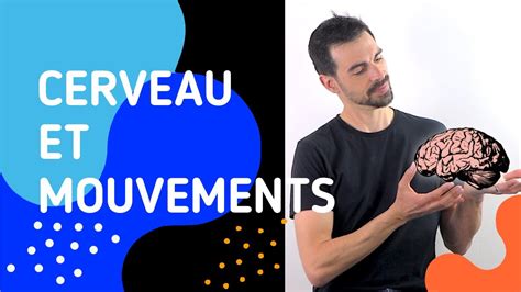 Cours De Terminale SpÉcialitÉ Svt Chap15 Cerveau Mouvement