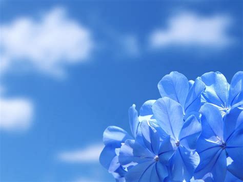 Download Blue Flower Nature Flower Wallpaper