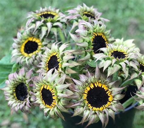 Unusual Sunflower Sunfill Purple Helianthus Annuus 20 Seeds