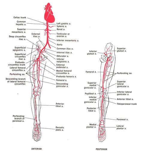 Veins return blood back toward the heart. Image result for flow chart of arteries lower limb