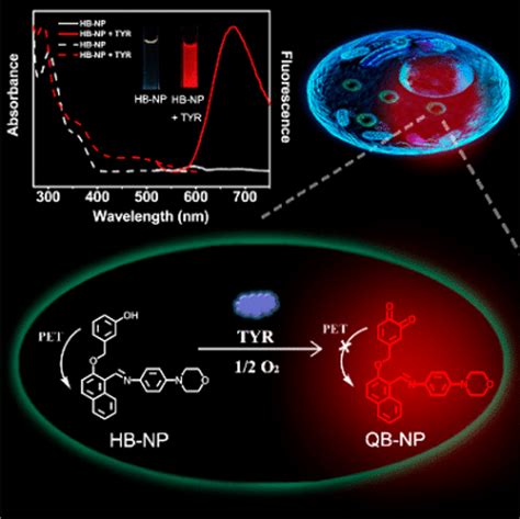Melanosome Targeting Near Infrared Fluorescent Probe With Large Stokes