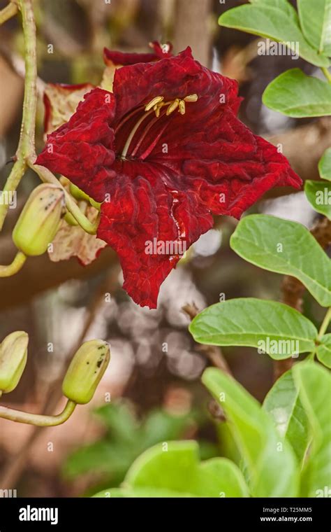 Red Flower Of The Sausage Tree Stock Photo Alamy
