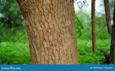 Sahajan Or Moringa Oleifera Or Drumstick Tree Trunk With Deeply Bark
